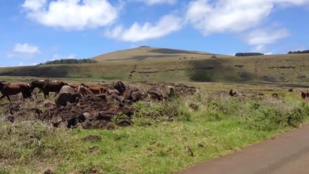 Ló körül Ahu Tongariki a Húsvét-szigeten, Rapa Nui — Stock videók