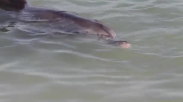 Дельфины в заповеднике Monkey Mia, Национальный парк Shark Bay, Западная Австралия — стоковое видео