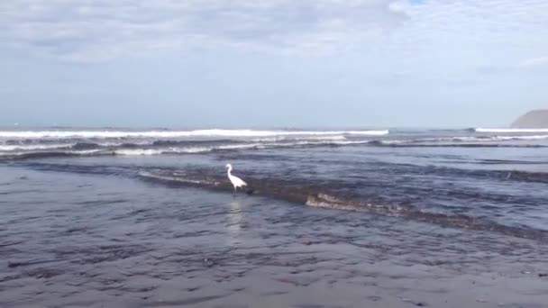 Spoonbill sur la plage de Jaco le matin, Costa Rica — Video