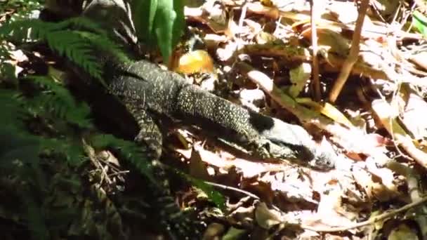 Big Lizard se promène dans la forêt en Australie