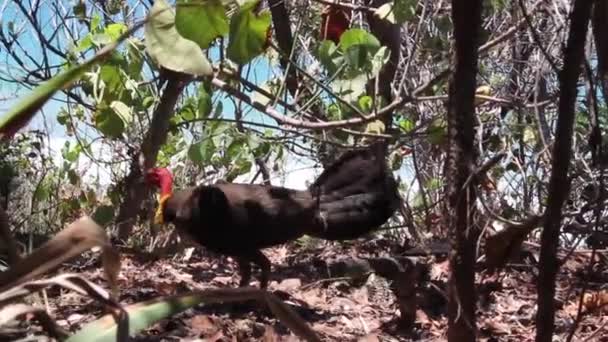 Dindon australien cache ses œufs pour la goanna lézard à Noosa, Australie — Video