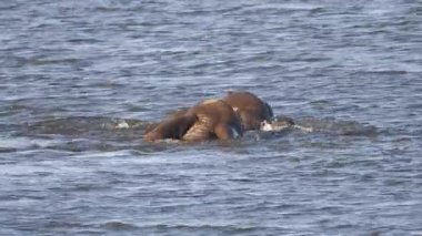 Botswana 'daki Chobe Ulusal Parkı' nda küçük bir gölde yüzen fil sürüsü.