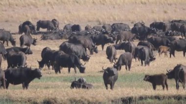 Botswana 'daki Chobe Ulusal Parkı' nda antilop sürüsü.