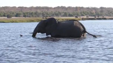 Botswana 'daki Chobe Ulusal Parkı' ndan geçen filler