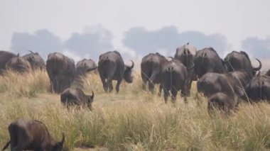 Botswana 'daki Chobe Ulusal Parkı' nda büyük bir Afrika bufalosu sürüsü.