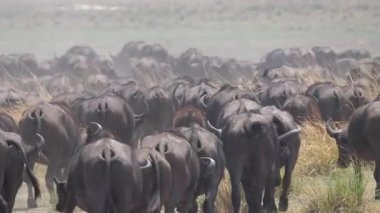 Botswana 'daki Chobe Ulusal Parkı' nda büyük bir Afrika bufalosu sürüsü.