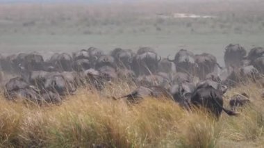 Botswana 'daki Chobe Ulusal Parkı' nda büyük bir Afrika bufalosu sürüsü.
