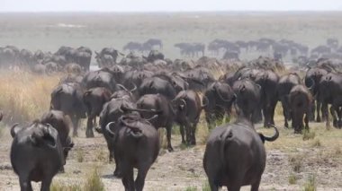 Botswana 'daki Chobe Ulusal Parkı' nda büyük bir Afrika bufalosu sürüsü.