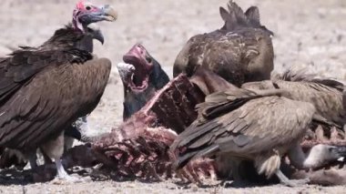Botswana 'daki Kalahari Çölü' nde leş yiyen Akbabalar 'ın yakınına.