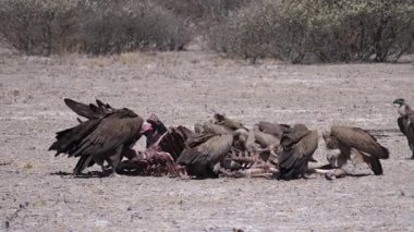 Botswana 'daki Kalahari Çölü' nde leş yiyen akbabalar.