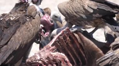 Botswana 'daki Kalahari Çölü' nde leş yiyen Akbabalar 'ın yakınına.