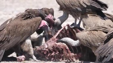 Botswana 'daki Kalahari Çölü' nde leş yiyen Akbabalar 'ın yakınına.
