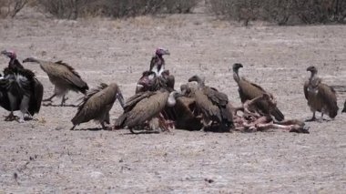 Botswana 'daki Kalahari Çölü' nde leş yiyen akbabalar.