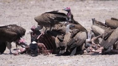 Botswana 'daki Kalahari Çölü' nde leş yiyen akbabalar.