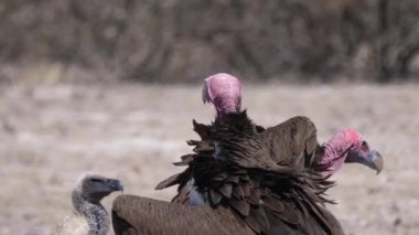 Botswana 'daki Kalahari Çölü' nde Akbaba 'dan yakın çekim