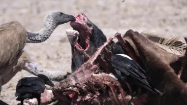 Botswana 'daki Kalahari Çölü' nde leş yiyen Akbabalar 'ın yakınına.