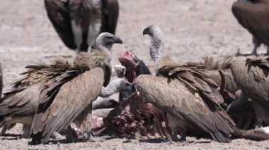 Botswana 'daki Kalahari Çölü' nde Akbaba 'dan yakın çekim