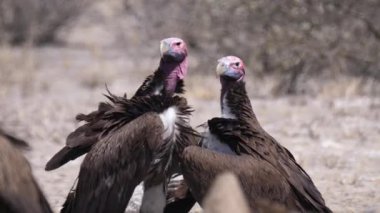 Botswana 'daki Kalahari Çölü' nde Akbaba 'dan yakın çekim