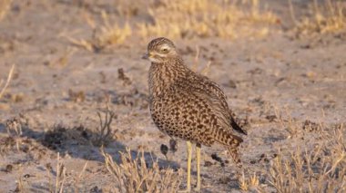 Botswana 'daki Kalahari Çölü' nde görüldü.