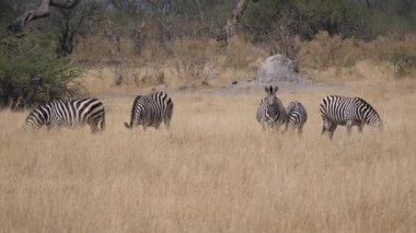 Botswana 'daki Kalahari Çölü' nde zebra sürüsü.