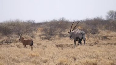 Gemsbok and her young in the Kalahari Desert in Botswana