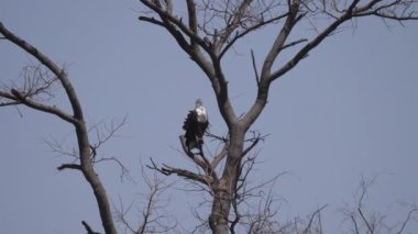 Botsvana 'daki Okavango Delta' da ağaçtaki Afrika balık kartalı.