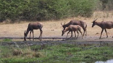 Kızıl antilop ve yavruları Botsvana 'daki Okavango Deltası' nda bir gölette.