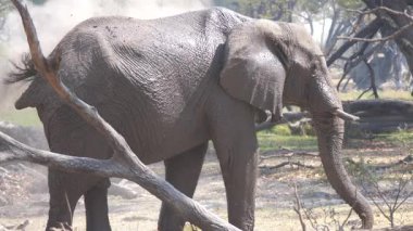 Botswana 'daki Okavango Delta' da fil üzerine toz sıçratıyor.