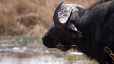 Afrika 'nın su bufalosunun yakınında Botsvana' daki Okavango Delta 'da yemeğini tekrar çiğniyor.