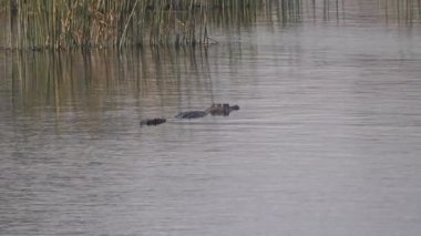 Botswana 'daki Okavango Deltasında Timsah
