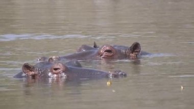 Botsvana 'daki Okavango Deltası' nda aynı anda iki su aygırı batıyor.