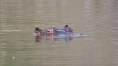Suaygırı Botsvana 'daki Okavango Deltası' nda bir gölde batıyor.