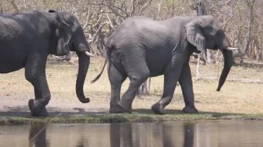 Botswana 'daki Okavango Deltasında İki Fil