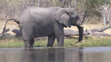 Fil bir gölde duruyor ve Botswana 'daki Okavango Delta' da kakasını yapıyor.