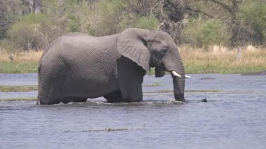 Elephant walk in to a lake at Okavango Delta in Botswana