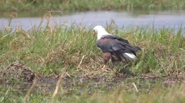 Botswana 'daki Okavango Delta' da Afrika balık kartalı.
