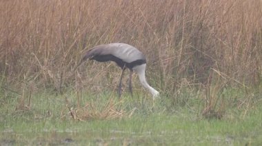 Botsvana 'daki Okavango Deltası' nda turna salladı.
