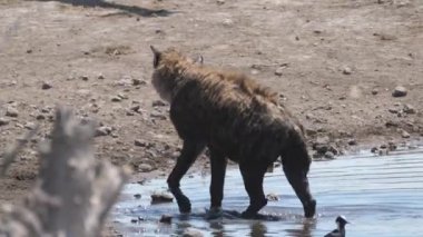 Hyena walking out of a pond in Etosha National Park Namibia