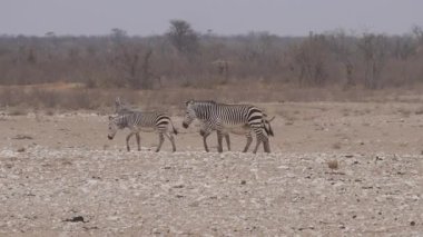 Zebra ailesi Namibya 'daki Etosha Ulusal Parkı' nda