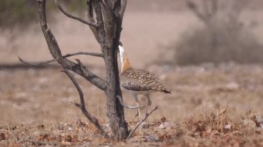 Ludwig 'in oğlu Namibya' daki Hoanib Nehri 'nde yürüyor.