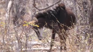 Namibya 'daki Mudumu Ulusal Parkı' ndaki Kwando nehrinin etrafındaki çalılıklarda samur antiloplar otluyor.