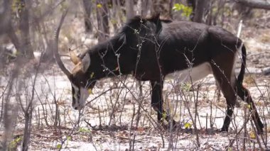 Namibya 'daki Mudumu Ulusal Parkı' ndaki Kwando nehrinin etrafındaki çalılıklarda samur antiloplar otluyor.