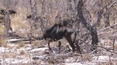 Namibya 'daki Mudumu Ulusal Parkı' ndaki Kwando nehrinin etrafındaki çalılıklarda samur antiloplar otluyor.
