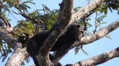 Zambiya 'daki Şempanze Yetimhanesi' ndeki bir ağaçta şempanze.