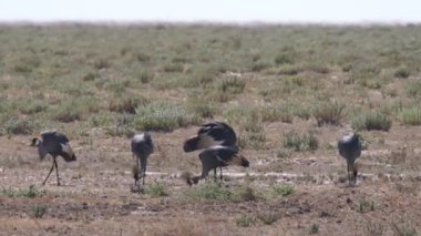 Zambiya 'daki Liuwa Ovası Ulusal Parkı' nda Gri Turna sürüsü