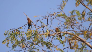 Zambiya 'daki Lower Zambezi Ulusal Parkı' ndaki ağaçta beyaz yüzlü arı yiyiciler.