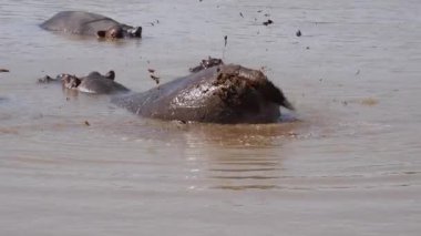 Zambiya 'daki Lower Zambezi Ulusal Parkı' nda su aygırı kaka yapıyor.