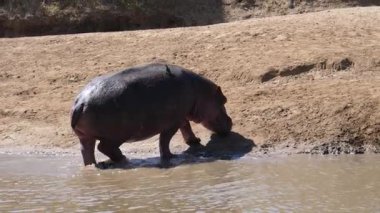 Zambiya 'daki Lower Zambezi Ulusal Parkı' nda su aygırı geziyor.