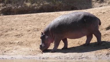Su aygırı, Zambiya 'daki Aşağı Zambesi Milli Parkı' ndaki bir gölete doğru yürüyor.