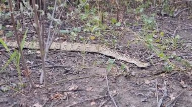 Botswana 'daki Kalahari Çölü' nde şişme engerek.